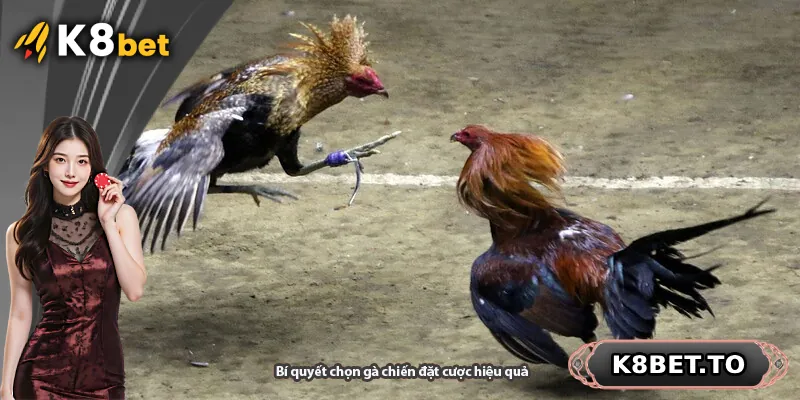 Bí quyết chọn gà chiến đặt cược hiệu quả