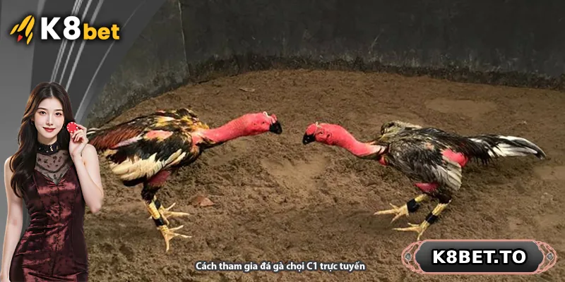 Cách tham gia đá gà chọi C1 trực tuyến