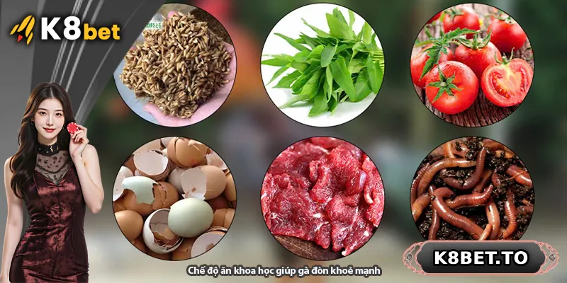 Chế độ ăn khoa học giúp gà đòn khoẻ mạnh