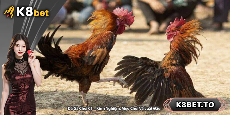 Đá Gà Chọi C1 – Kinh Nghiệm, Mẹo Chơi Và Luật Đấu