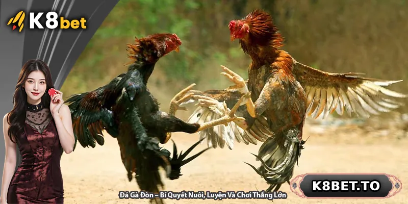 Đá Gà Đòn – Bí Quyết Nuôi, Luyện Và Chơi Thắng Lớn