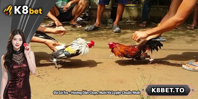 Đá Gà Tre – Hướng Dẫn Chọn, Nuôi Và Luyện Chuẩn Nhất