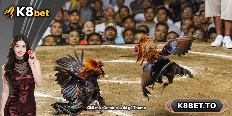 Giải mã sức hút của đá gà Thomo