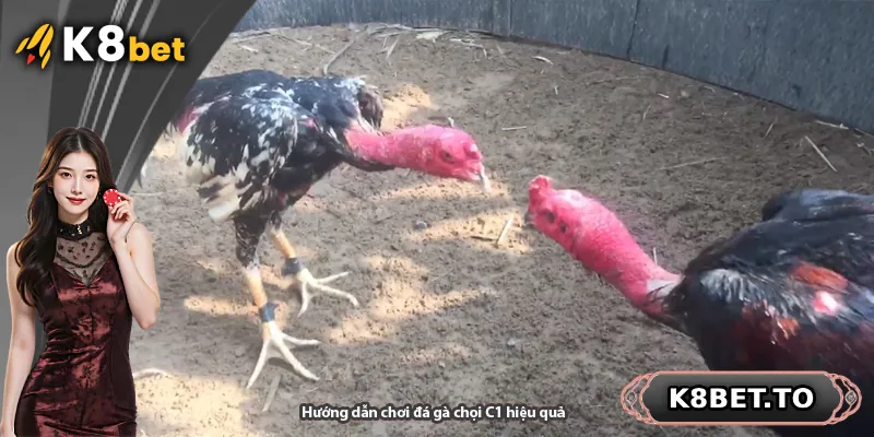 Hướng dẫn chơi đá gà chọi C1 hiệu quả