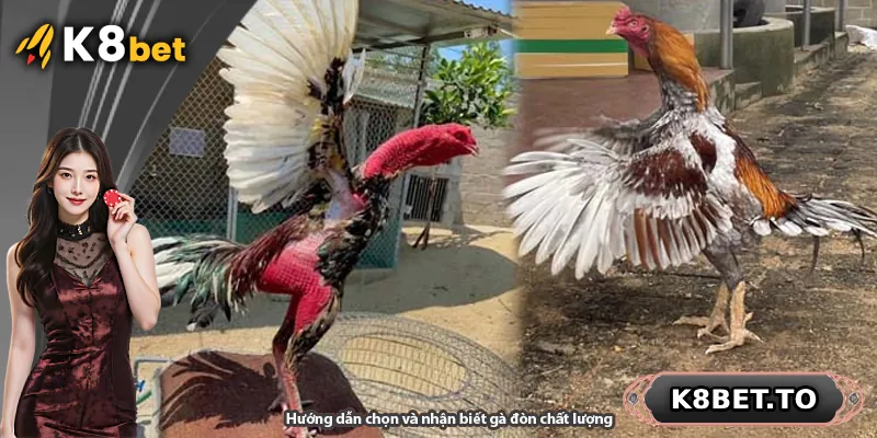 Hướng dẫn chọn và nhận biết gà đòn chất lượng