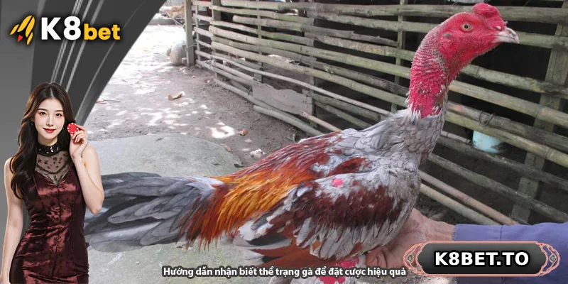 Hướng dẫn nhận biết thể trạng gà để đặt cược hiệu quả