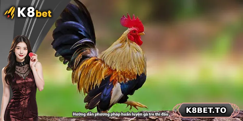 Hướng dẫn phương pháp huấn luyện gà tre thi đấu