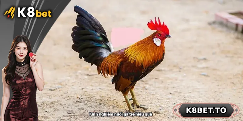 Kinh nghiệm nuôi gà tre hiệu quả