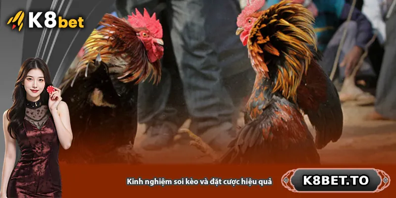 Kinh nghiệm soi kèo và đặt cược hiệu quả