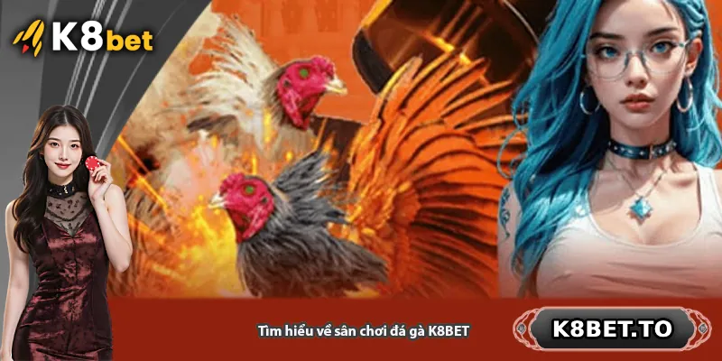 Tìm hiểu về sân chơi đá gà K8BET