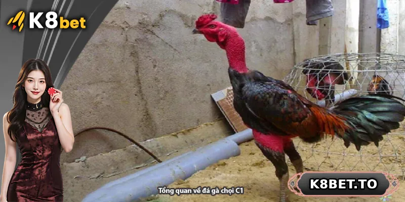 Tổng quan về đá gà chọi C1