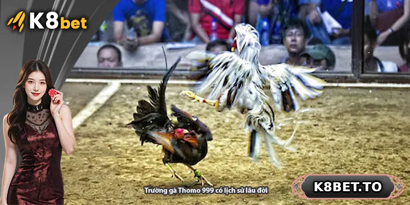 Trường gà Thomo 999 có lịch sử lâu đời